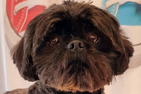 Hund